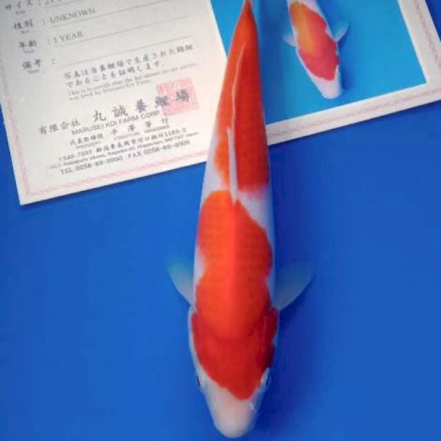 Kohaku import marusei farm