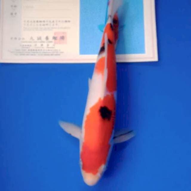 Sanke marusei import