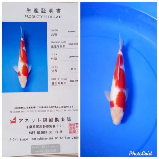 Kohaku jumbo tosai anetto farm