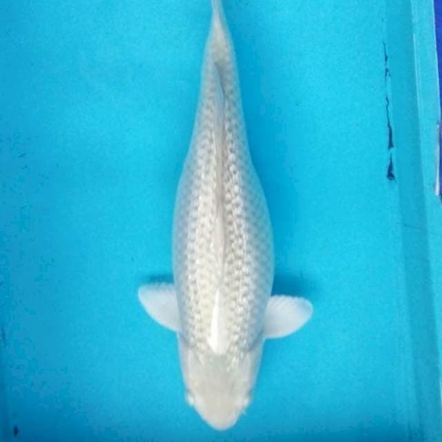 Soragoi gindrin bulky 45 cm