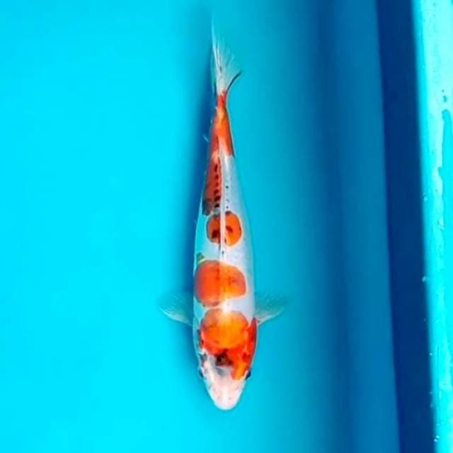 6. Kiko || 28 cm