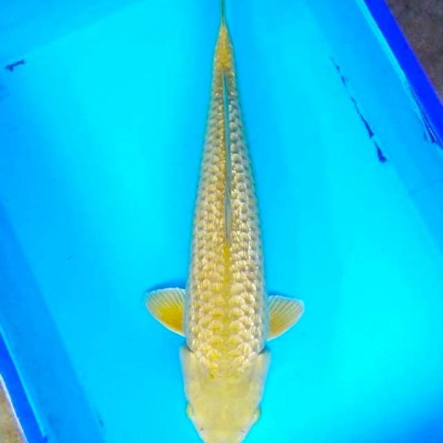 Midori gindrin F1 50cm