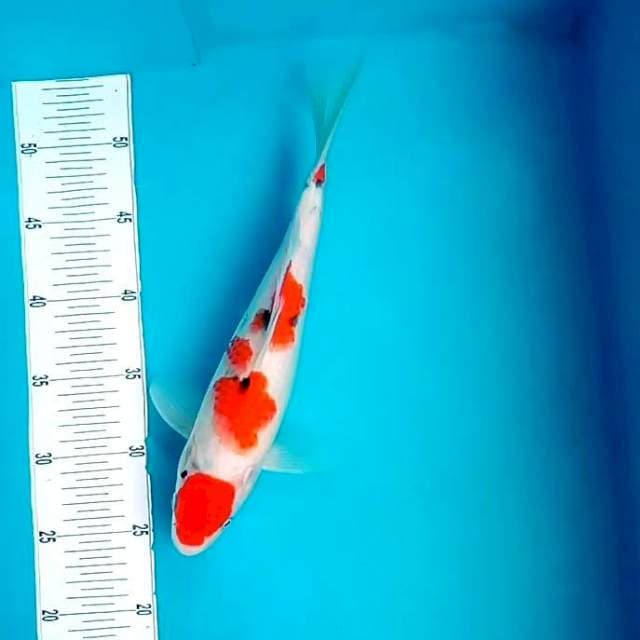 10. Maruten Sanke || 32 cm