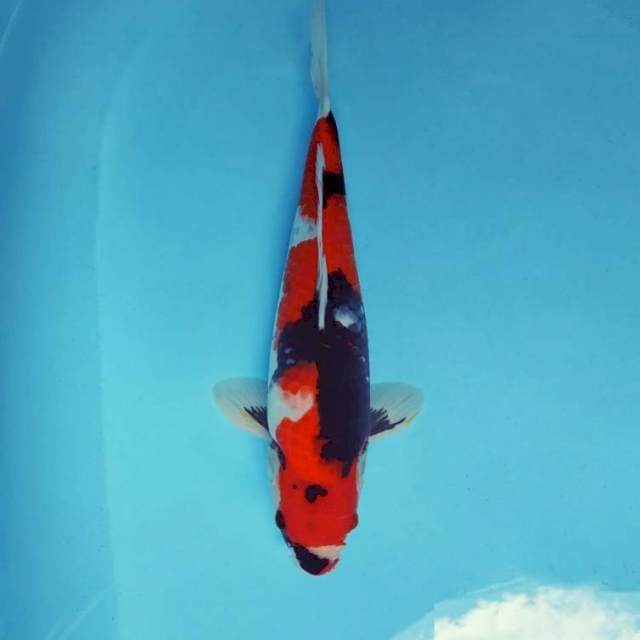 AKAGI 3 - SHOWA EVOLUTION ®