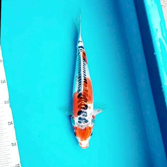 Kiko || 31 cm