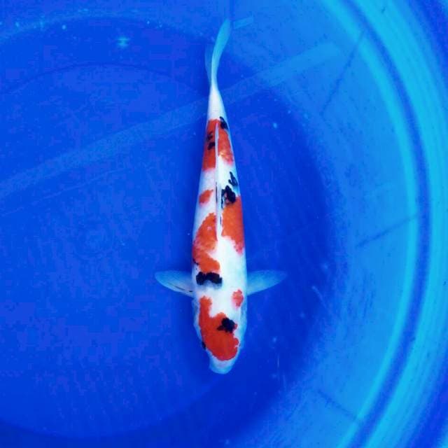 Sanke || 36 cm