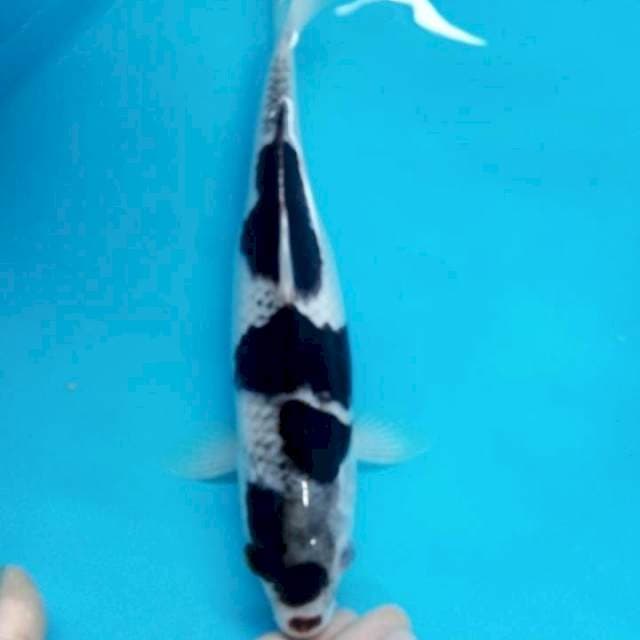 Goromo 30cm