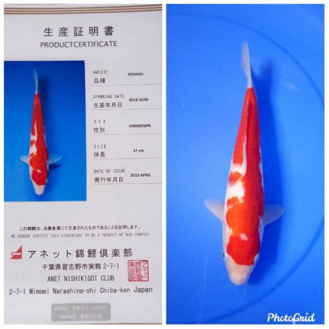 Kohaku strong anetto