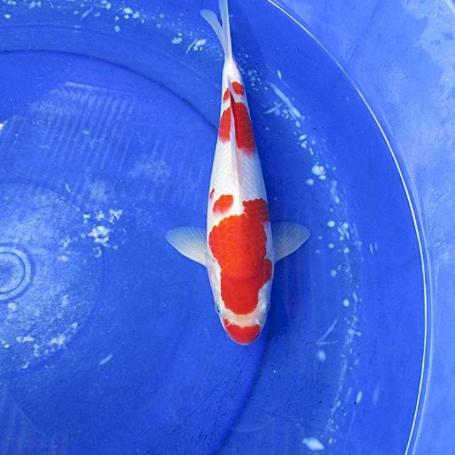 Kohaku male ±30bu