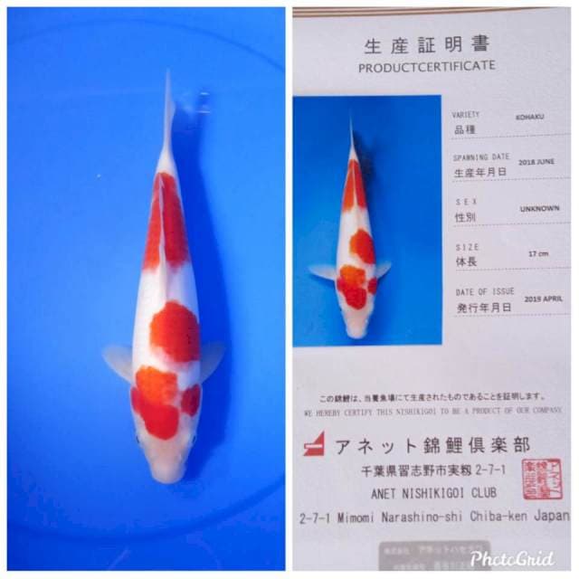 Kohaku import bulky anetto