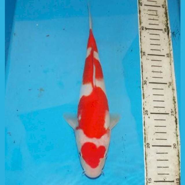 4STEP KOHAKU