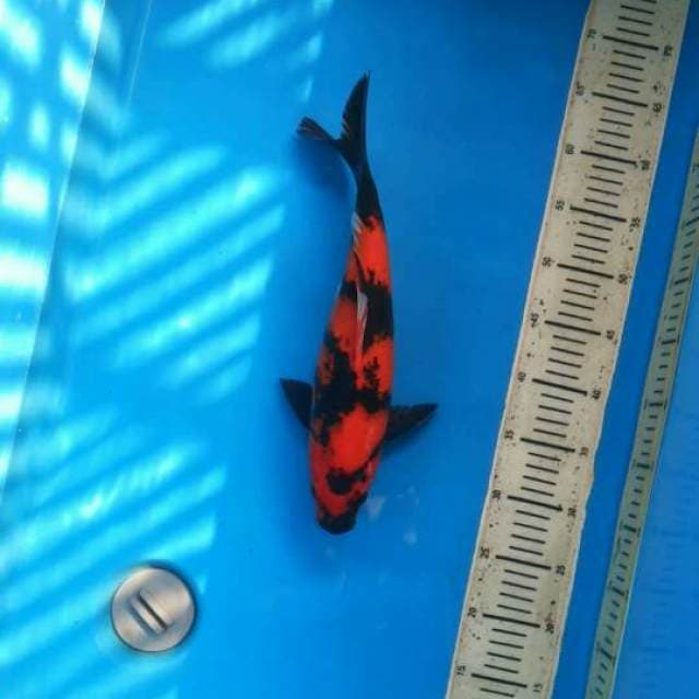 Female Hi utsuri 36cm