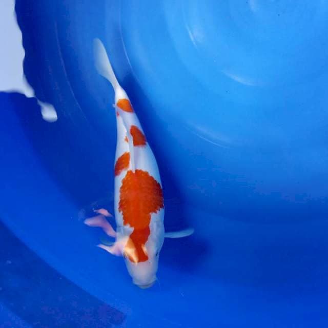 KOHAKU FML