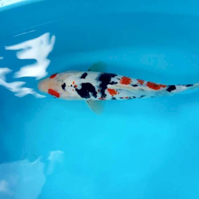 SANKE KANOKO KACAMATA