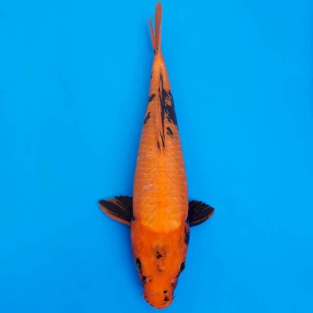 Ki utsuri 35cm