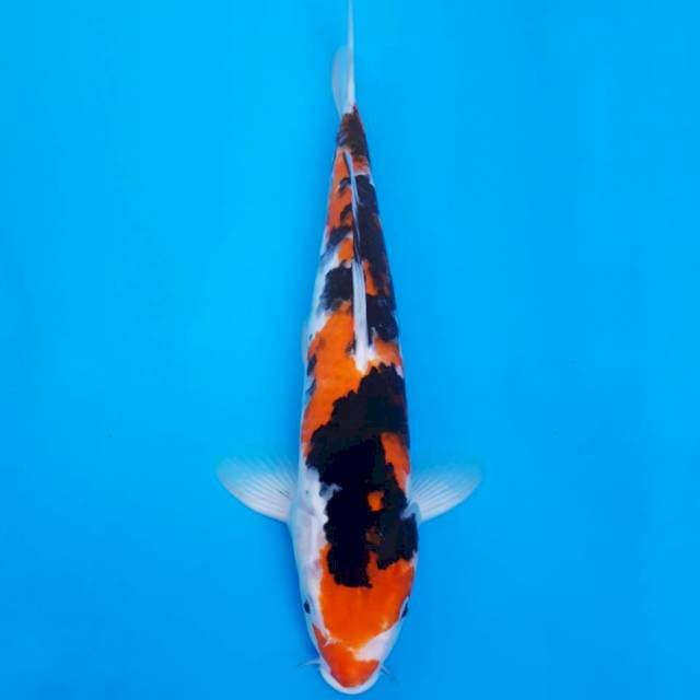 Showa 34cm