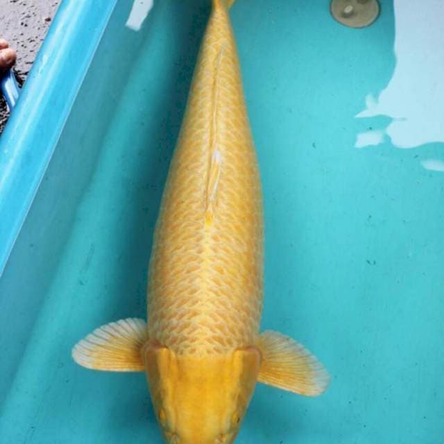 Ogon Bigsize