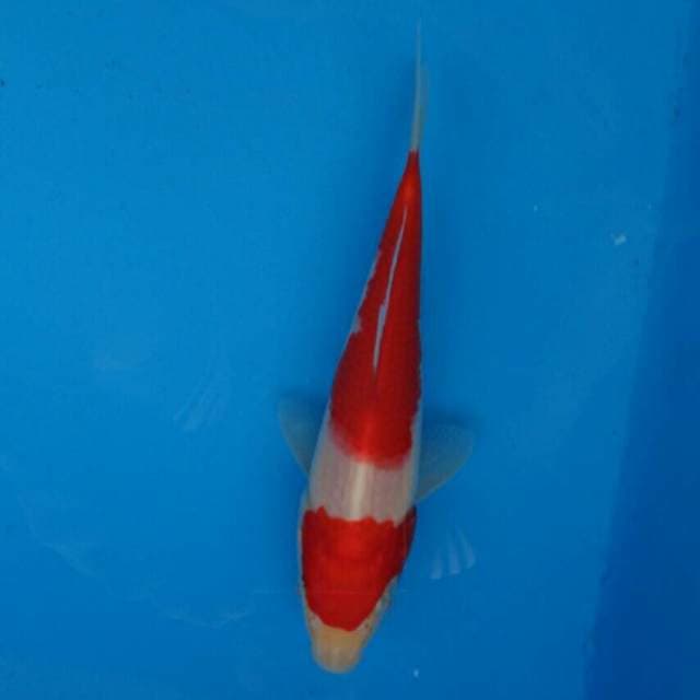 Kohaku Meraah F1