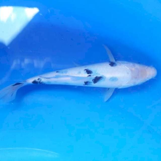 25 cm beko