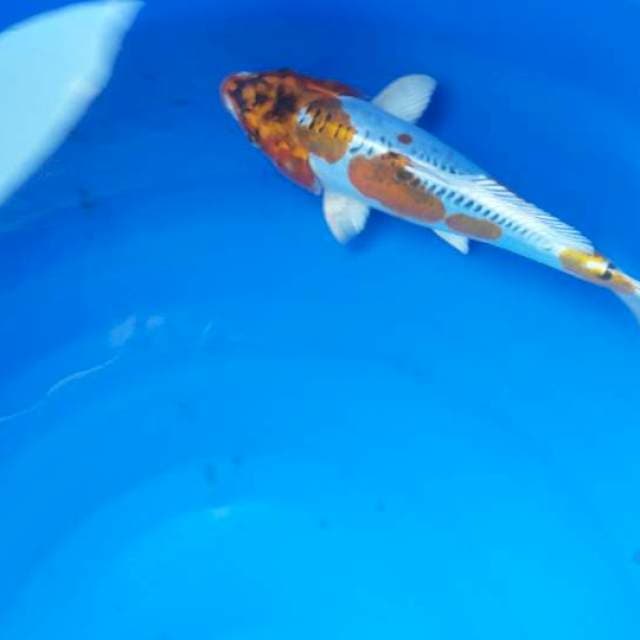 28 cm hei