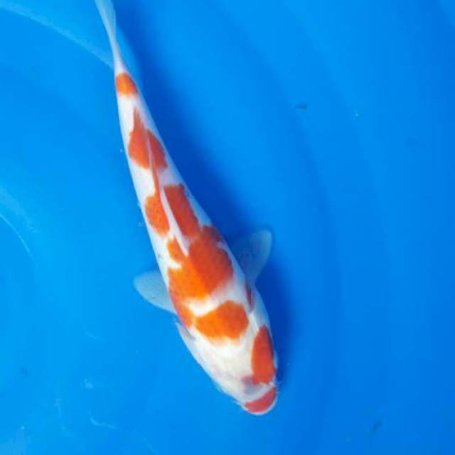 25 cm koha