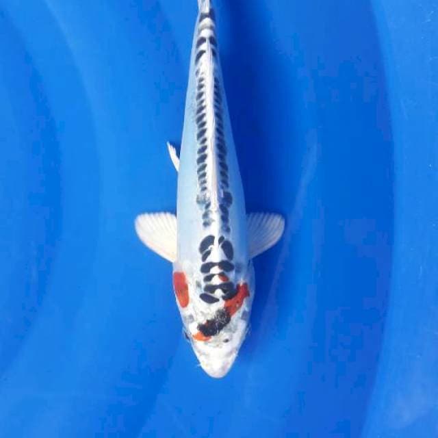 30 cm kujaku