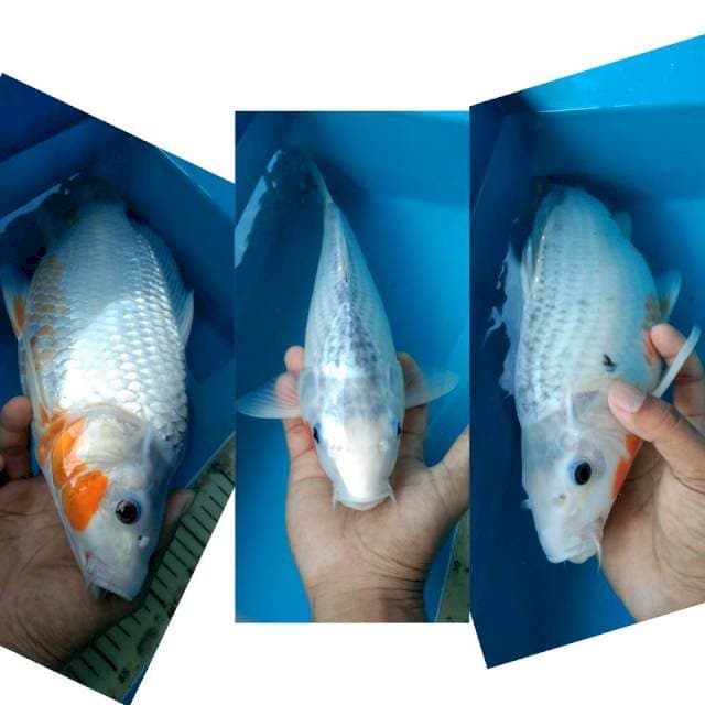 PUNUKKK