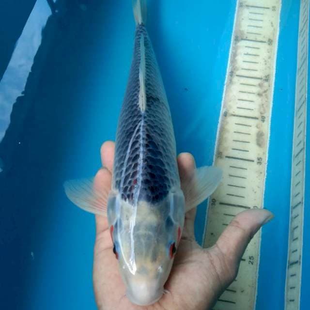 MALE SZ 38 CM