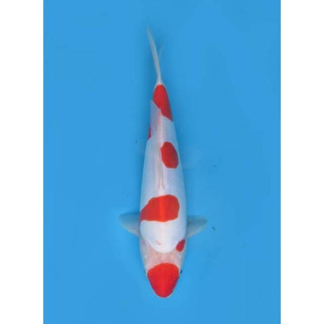 Ori Doitsu Murni Koleksi - 30cm