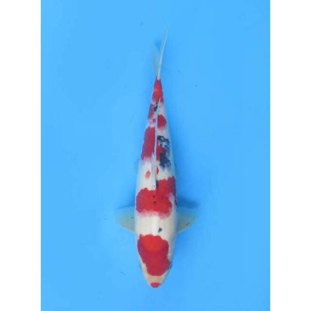 Original Super Red Sanke - 30cm