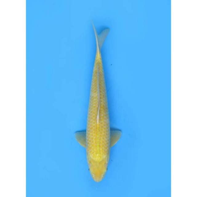 Jumbo Karasigoi - 50cm