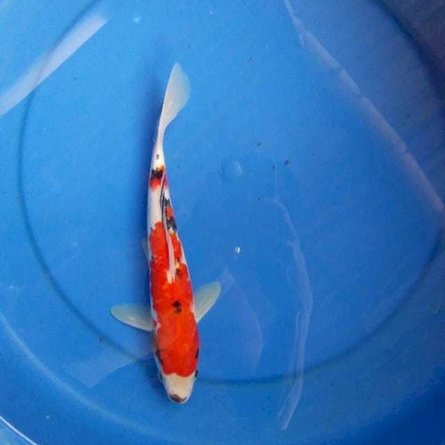 showa tategoi 27cm