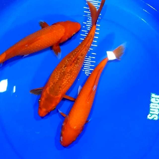 Benigoi 30-32cm