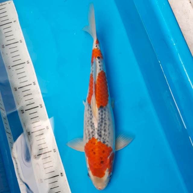 3 step goshiki 36 cm