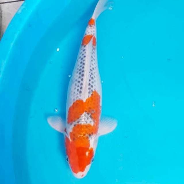 Goshiki Female 35 cm