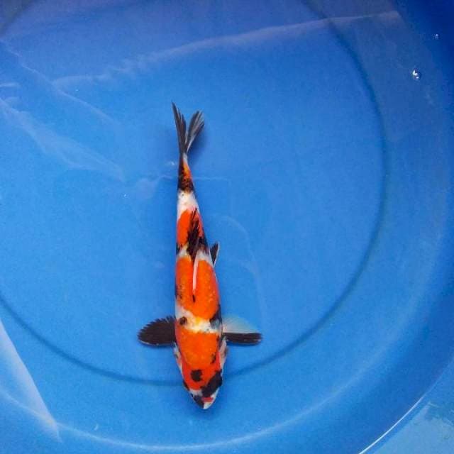 showa 25cm
