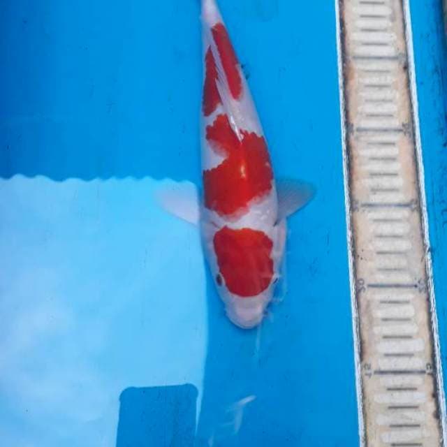 Kohaku 26 cm