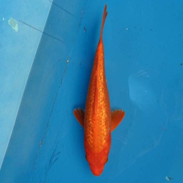 Orenji Full Ginrin F1