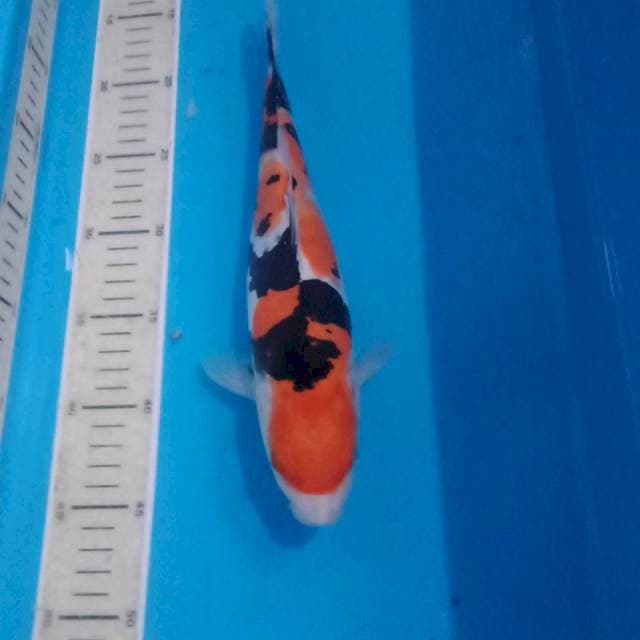 Sanke Doitsu, 30 cm