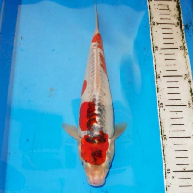 32 cm goromo doitsu
