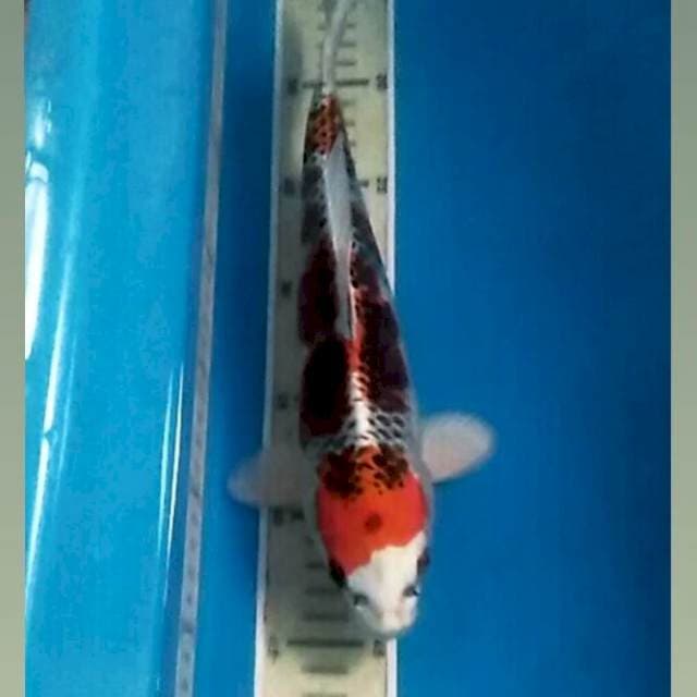 Kujaku, 28 cm