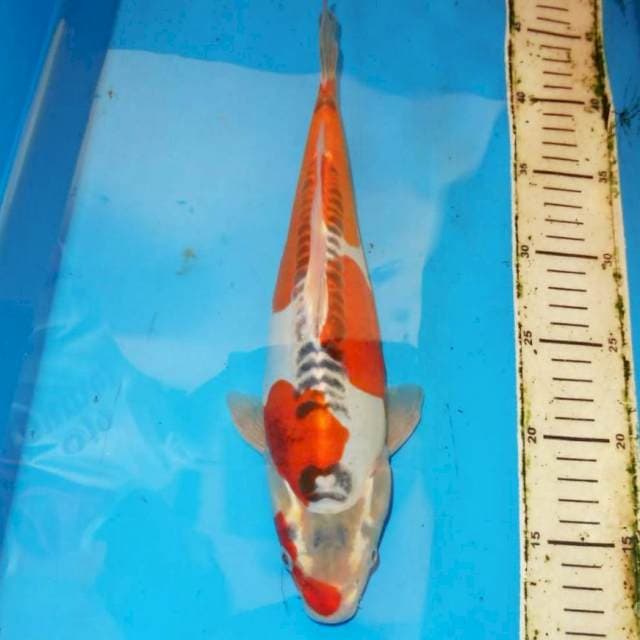 35 cm gosiki doitsu
