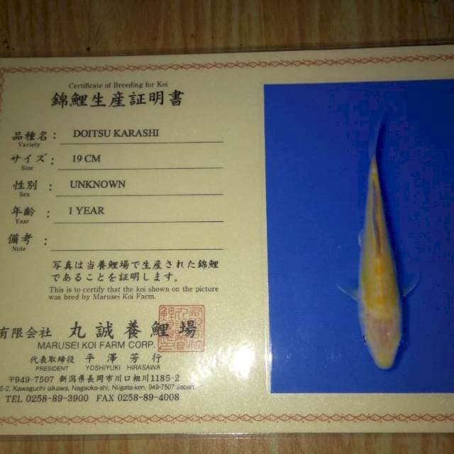 Doitsu Karashi(Marusei)19cm. Import dan Sertifikat