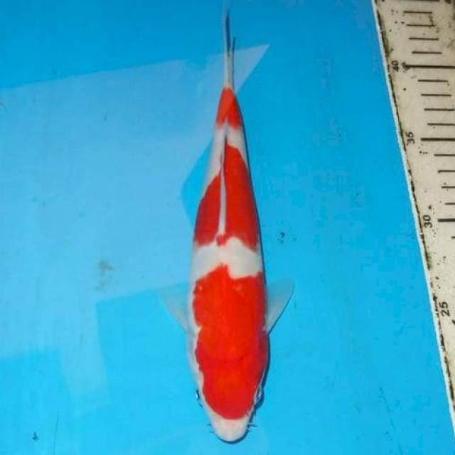 23 cm kohaku