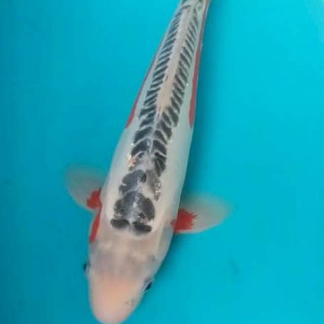 Shusui 40 cm