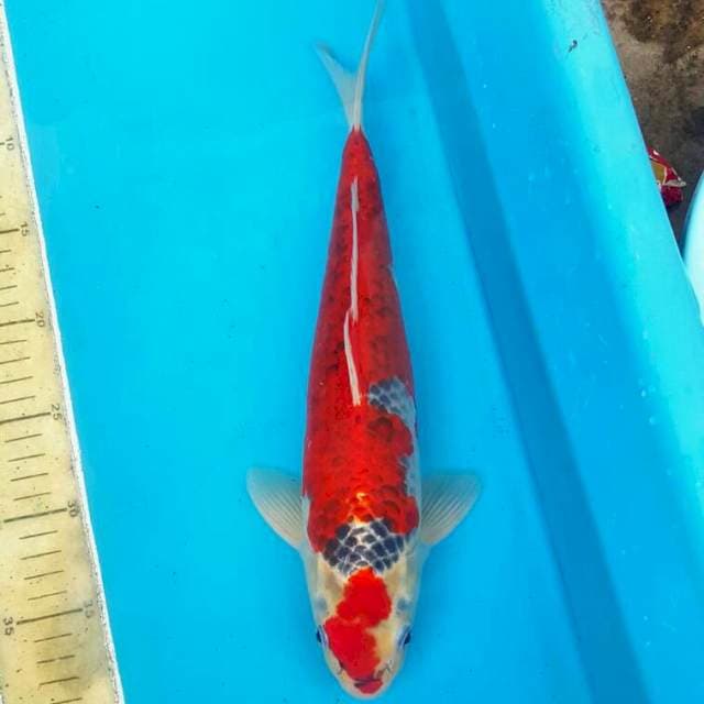 Red Ghosiki