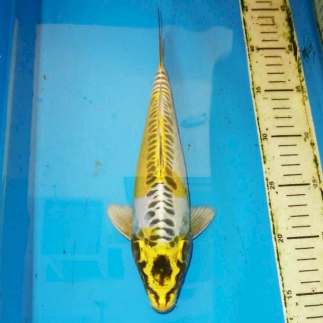 DOITSU KUNING