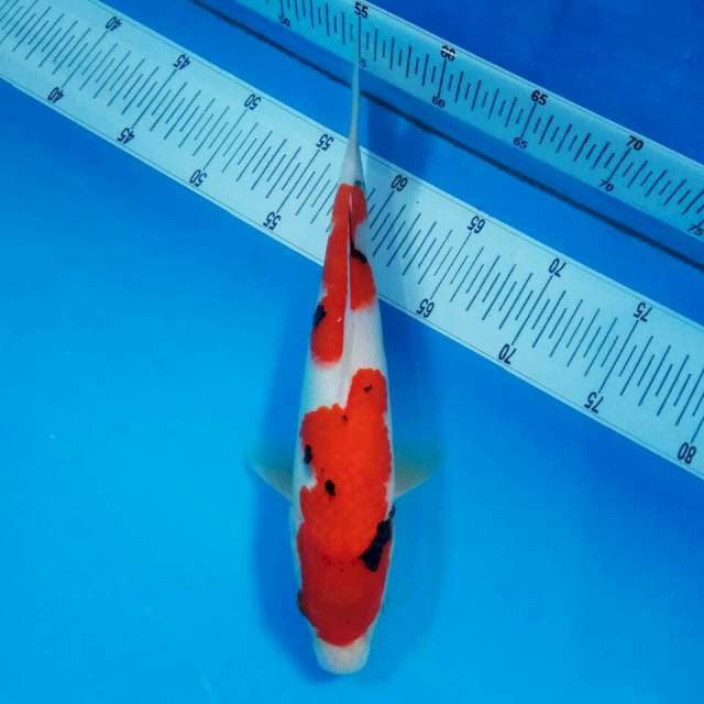 33 cm || Sanke cemerlang