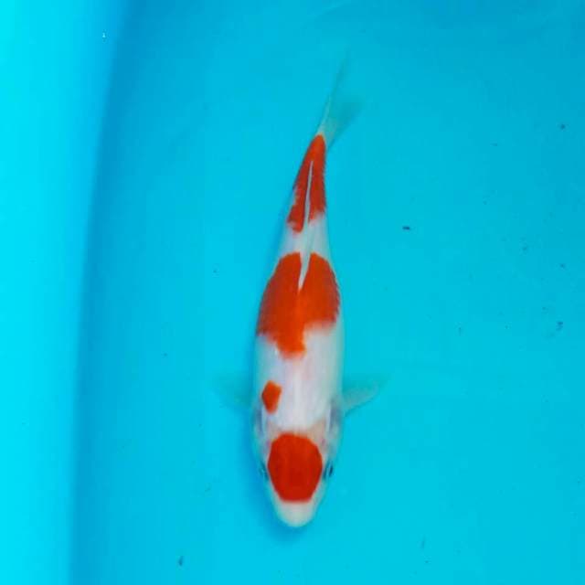 Maruten kohaku 24cm
