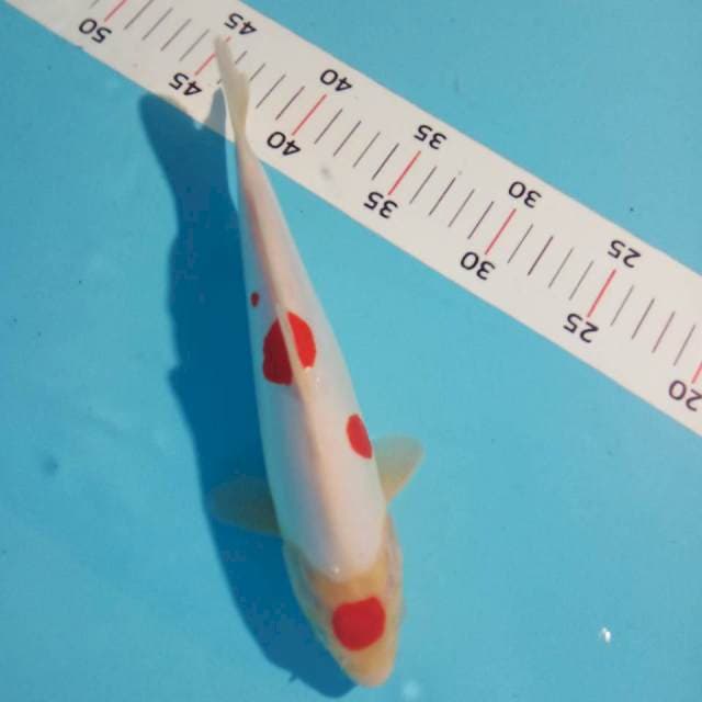 Maruten kohaku 25cm